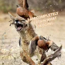 😜 emoji Jackal Stickers Telegram sticker 7 of 79