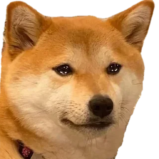 🥲 emoji Kook'swifue kang pack Telegram sticker 17 of 103