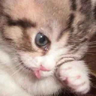 🌟 emoji Cats&Animals Telegram sticker 7 of 80