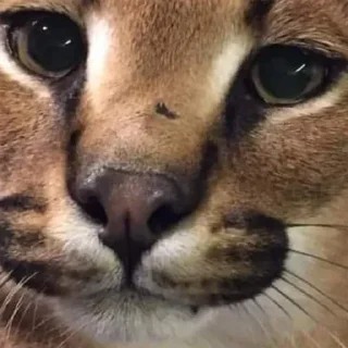 Sticker from Floppa