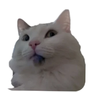 🐱 emoji My ass Telegram sticker 11 of 19