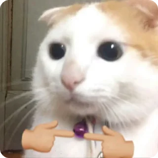 Sticker from gato