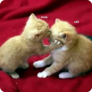 Sticker from gato