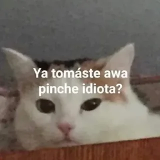 🤨 emoji Adri Cats 2 Telegram sticker 9 of 98