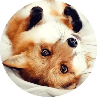 Sticker from Foxes 3D