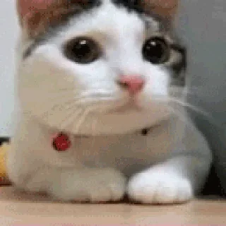 🥺 emoji Michis Telegram sticker 8 of 9