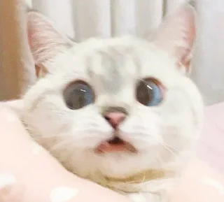 😱 emoji @senaggg @SiriUserBot Paketi 1 Telegram sticker 24 of 120