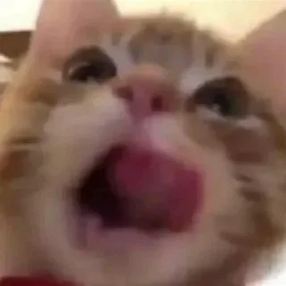 🐱 emoji 征途不给你画面你又能怎么样 — @stckrRobot Telegram sticker 9 of 29