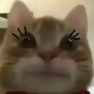 🐱 emoji 征途不给你画面你又能怎么样 — @stckrRobot Telegram sticker 7 of 29