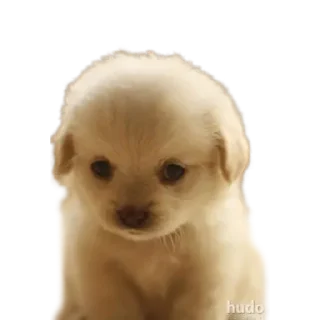 🙈 emoji Manguito Telegram sticker 8 of 69