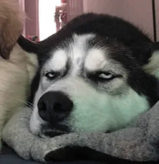 😒 emoji fuki dogi Telegram sticker 11 of 103