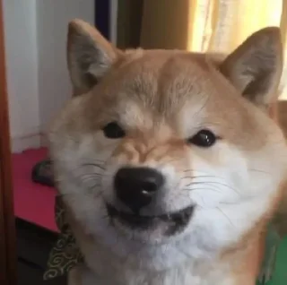 🤢 emoji Doge Telegram sticker 21 of 101