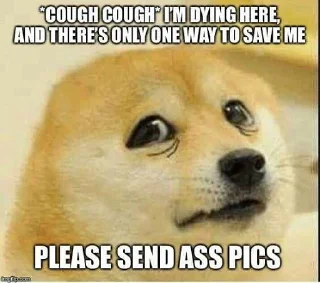 🥺 emoji Doge Telegram sticker 7 of 8