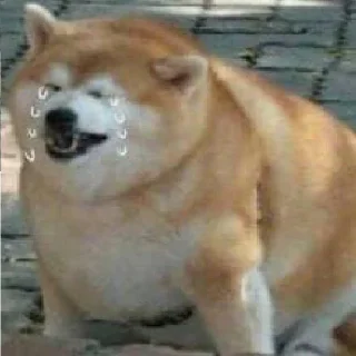 😭 emoji Doge Telegram sticker 5 of 8