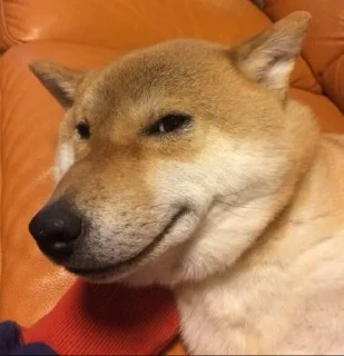 🙂 emoji Doge Telegram sticker 7 of 101