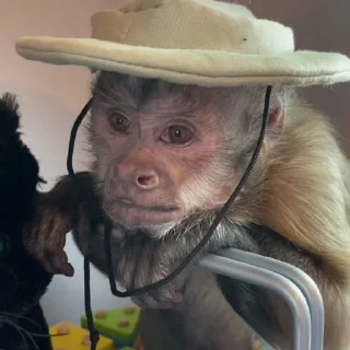 🐵 emoji Monitos Aquiles Telegram sticker 6 of 29