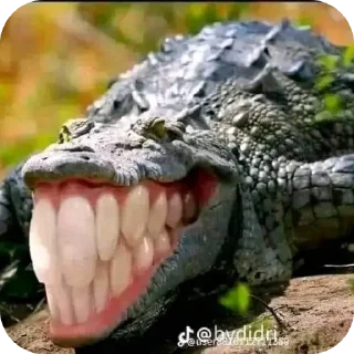 🐊 emoji Pito chino Telegram sticker 5 of 15