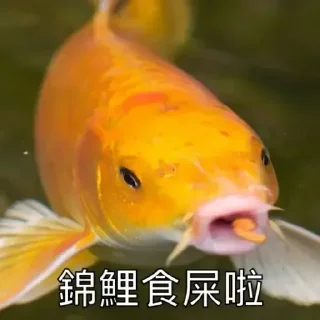 😊 emoji 錦鯉有咩高見 Telegram sticker 24 of 49