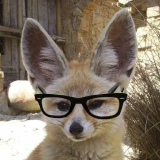 🤓 emoji Foxes 3D Telegram sticker 20 of 79