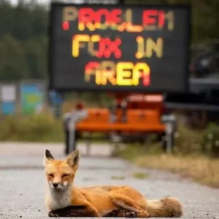 🚧 emoji Foxes 3D Telegram sticker 7 of 79