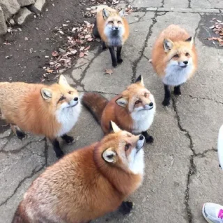🦊 emoji Foxes 3D Telegram sticker 6 of 79
