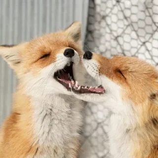 💁‍♂ emoji Foxes 3D Telegram sticker 21 of 79