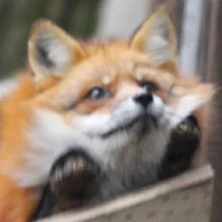 🥺 emoji Foxes 3D Telegram sticker 17 of 79