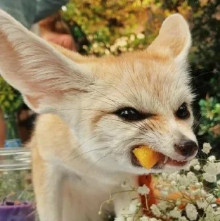😡 emoji Foxes 3D Telegram sticker 18 of 79