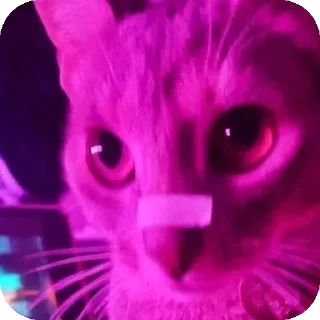 Sticker from 👋😸 Miau @MINALESO