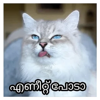 😂 emoji Cat Malayalam @sticker_pack_channel — @stckrRobot Telegram sticker 24 of 120
