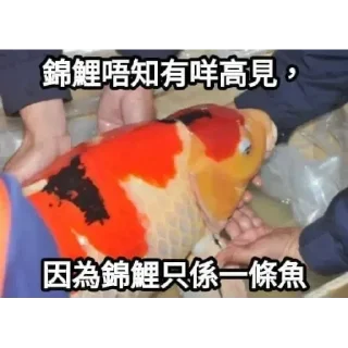 Sticker from 錦鯉有咩高見