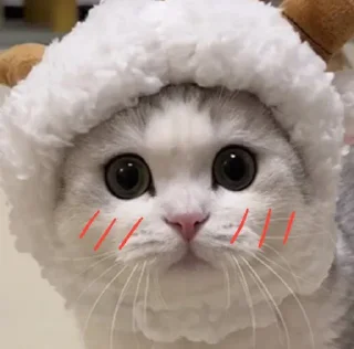 Sticker from 𝙵𝚎𝚕𝚒𝚡's sticker pack