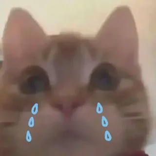 🐱 emoji 征途不给你画面你又能怎么样 — @stckrRobot Telegram sticker 10 of 29
