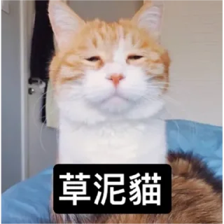 🐱 emoji Catiepie by blablabla Telegram sticker 18 of 108