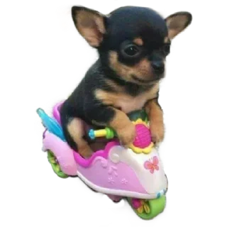 🐶 emoji Do Whats Telegram sticker 23 of 59