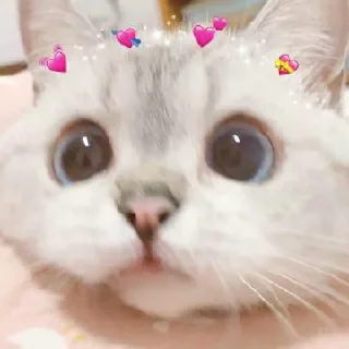 🐾 emoji meow meow meow Telegram sticker 20 of 23