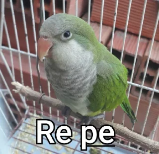 Sticker from Re Pe