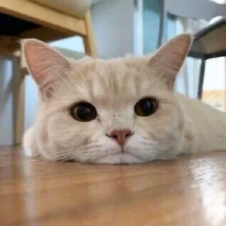 🙁 emoji Cats cats cats 🙀 Telegram sticker 24 of 29