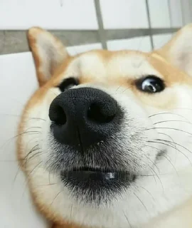 Sticker from Doge