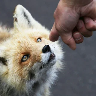 Sticker from Reaction Foxes