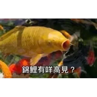 Sticker from 錦鯉有咩高見