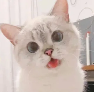 😺 emoji Catto Telegram sticker 5 of 74