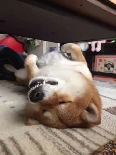 🙃 emoji Doge Telegram sticker 24 of 101