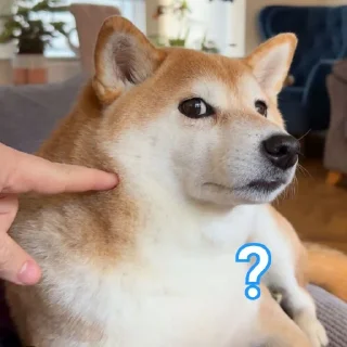 🤨 emoji Doge Telegram sticker 15 of 101