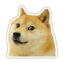 😐 emoji Doge Telegram sticker 11 of 16