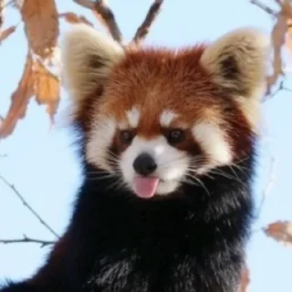 Sticker from red panda