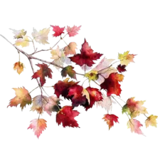 🍁 emoji m≋a≋r≋c≋a≋d≋o≋r≋e≋s≋5 @HeraOfc Telegram sticker 19 of 118