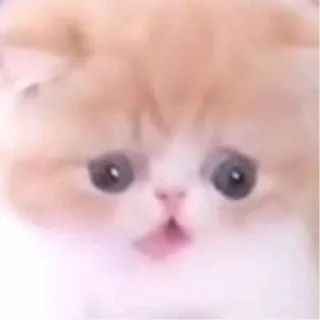 😨 emoji Shitpost Sticker Pack Gold Edition 3.0 Telegram sticker 12 of 39