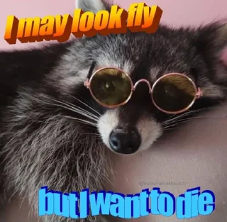 🦝 emoji Racoon 🦝 Telegram sticker 22 of 50