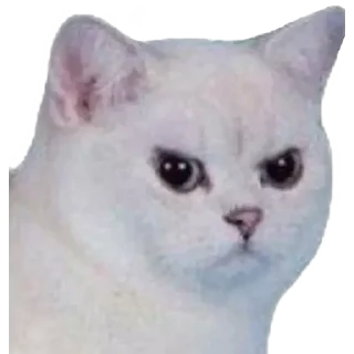 😡 emoji Favoritos Telegram sticker 17 of 120